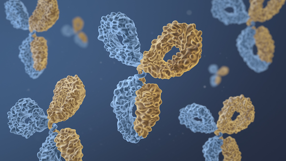 Visualization of a bispecific antibody