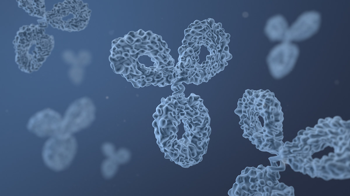 Visualization of a monoclonal antibody