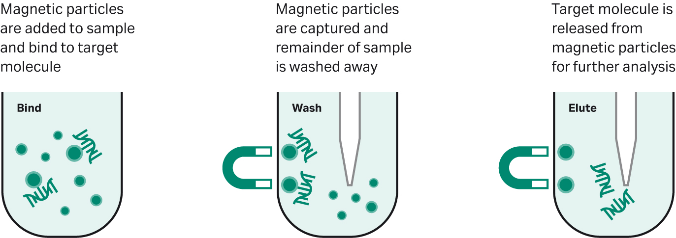 Magbeads A Guide To Choosing And Using Magnetic Beads Cytiva