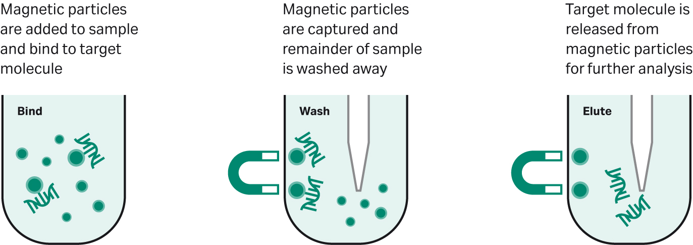 Typical workflow for magnetic bead-based separation.