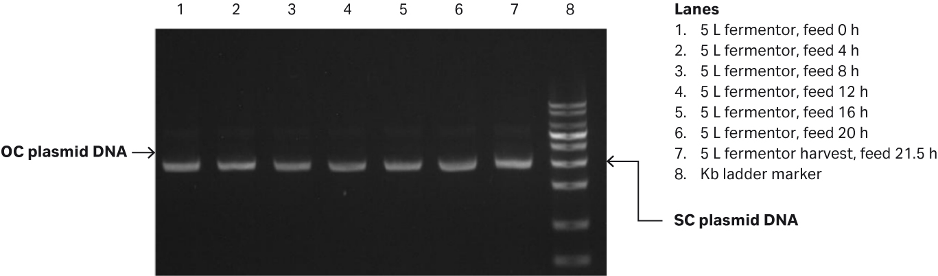 E. coli growth and specific growth rate/h from a 5 L fermentor along with agarose gel electrophoresis analysis of plasmid produced.