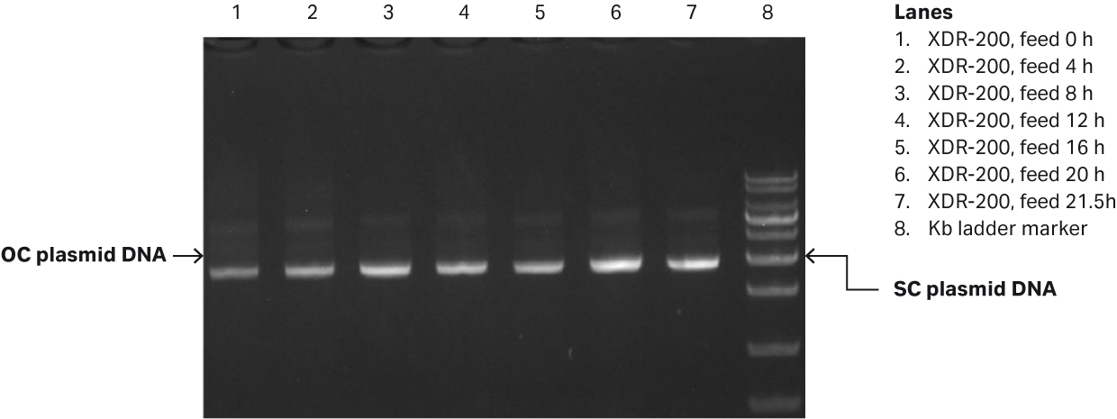 E. coli growth curves in XDR-200 MO fermentor with 80 L culture volume along with agarose gel electrophoresis analysis of plasmid produced.