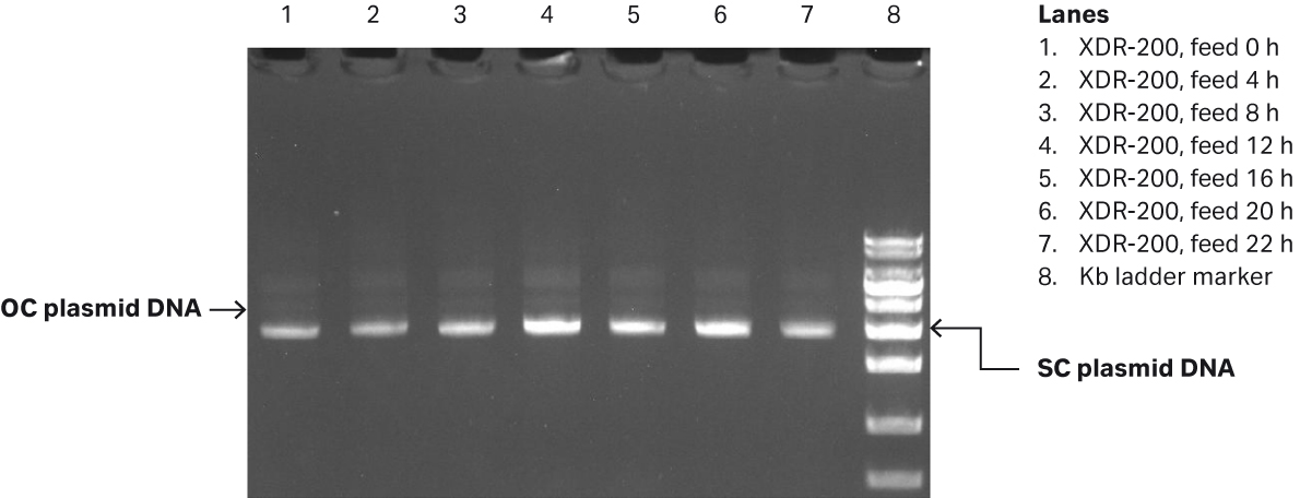E. coli growth curves in XDR200 MO fermentor with 160 L culture volume and agarose gel electrophoresis analysis of plasmid produced.