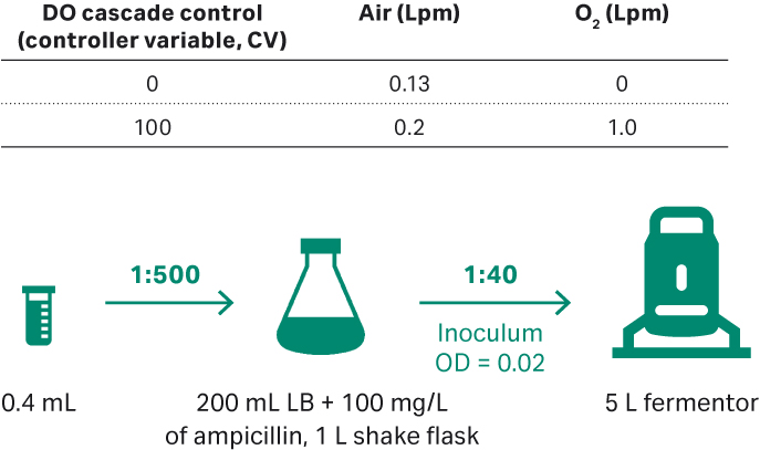 E. coli upstream culture for plasmid development workflow in 5 L fermentor.