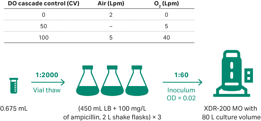 E. coli upstream culture for plasmid development in an 80 L volume in XDR-200 MO fermentor.