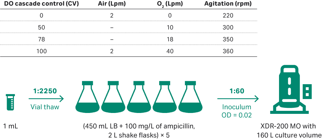 E. coli upstream culture for plasmid development in an 80 L volume in XDR-200 MO fermentor.