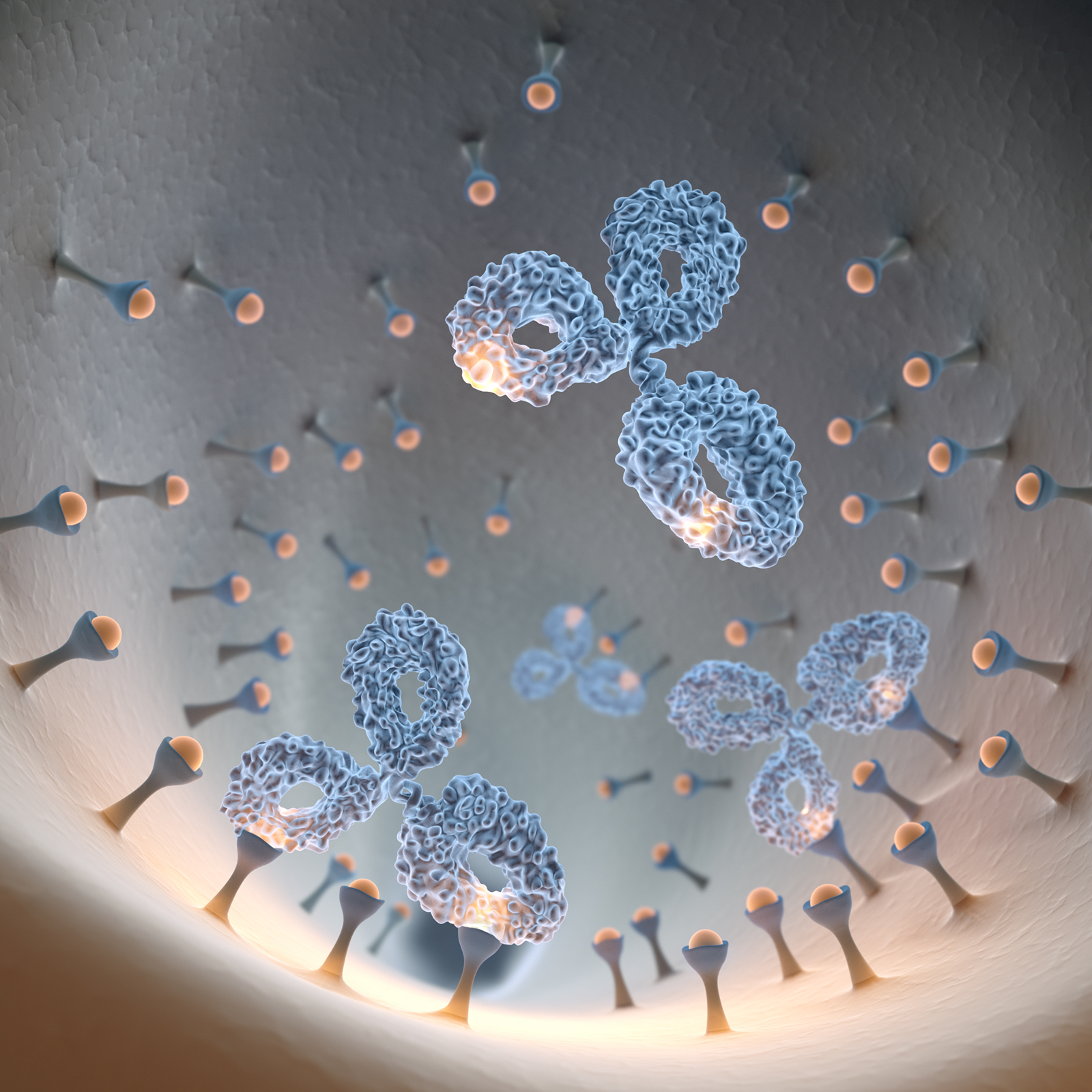 Visualization of antibodies binding to ligands inside a resin bead.