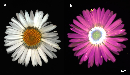 A daisy (Bellis perennis) using Colorimetric and Fluorescent imaging modes