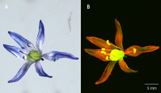 A siberian squill (Scilla siberica) using Colorimetric and Fluorescent imaging modes