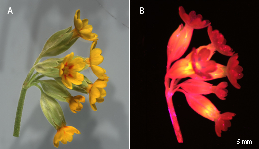 A cowslip (Primula veris) using colorimetric and fluorescent imaging