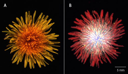 A dandelion (Taraxacum officinale) using colorimetric and fluorescent imaging