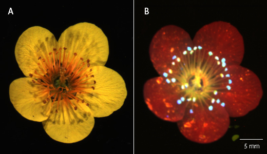 A yellow wood anemone using colorimetric and fluorescent imaging