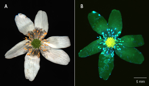 A wood anemone (Anemone nemorosa) using colorimetric and fluorescent imaging