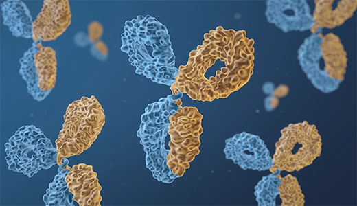 Visualization of a bispecific antibody