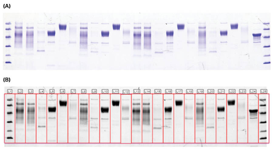Coomassie stained SDS-PAGE gel in (A) color imaged with ImageQuant 800, (B) after lane detection using ImageQuant 10