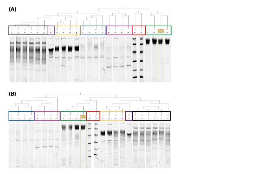 Dendrograms of the SDS-PAGE gels with the incubation time of (A) 4 hours and (B) 18 hours generated using ImageQuant TL 10