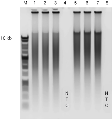Figure 4 for A comparative performance evaluation of GenomiPhi™ V3 Ready-To-Go™ and GenomiPhi™ V2 DNA amplification kits
