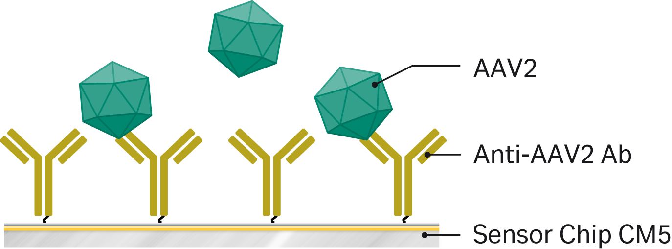 Assay design for AAV2 titer assay