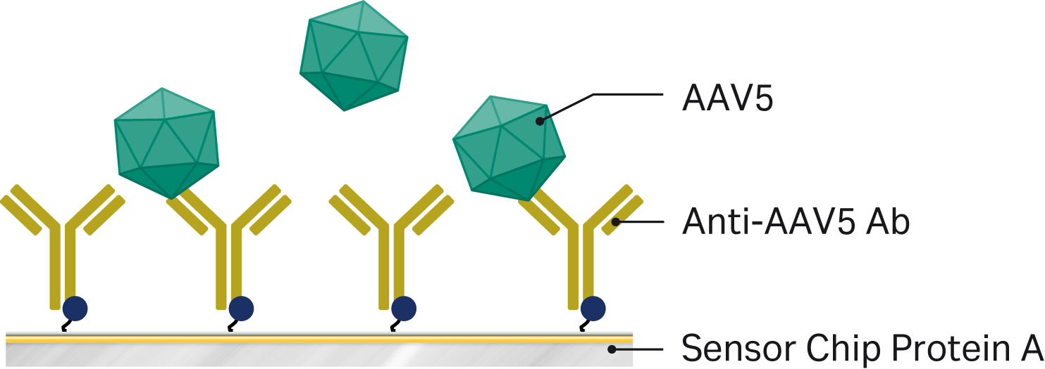 Assay design for AAV5 titer assay