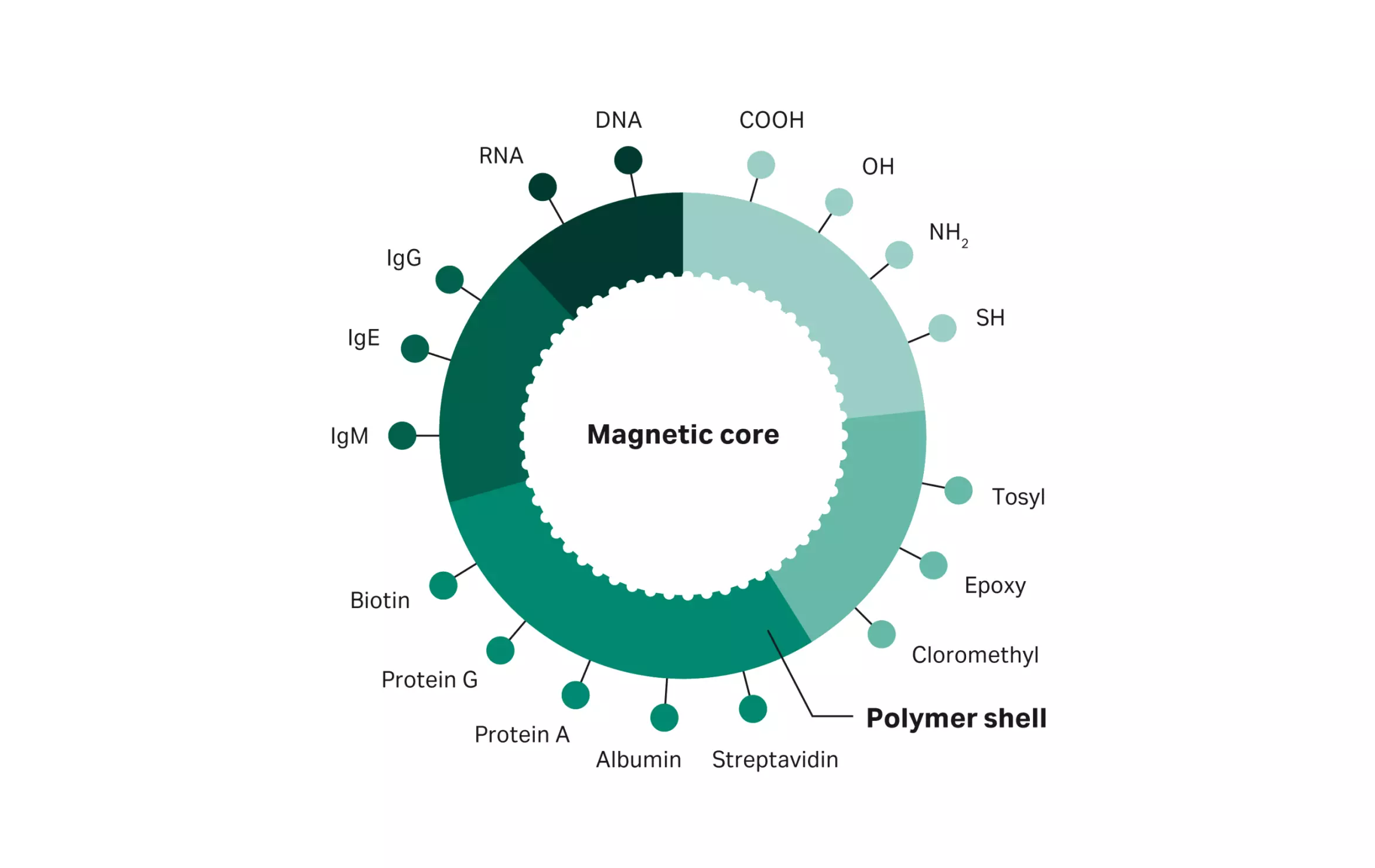 Magnetic bead surface functionalization