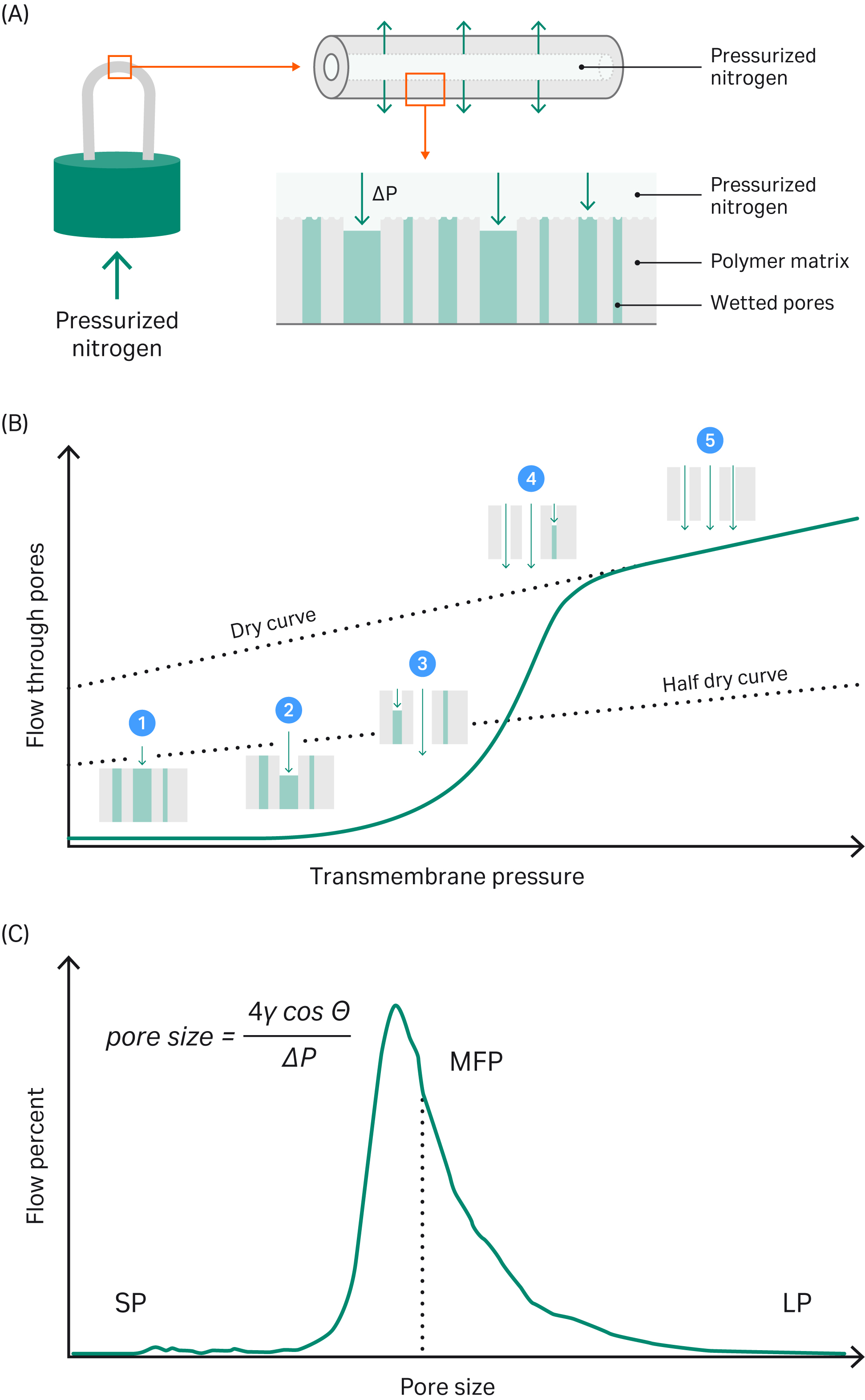 An illustration of hollow fiber sample preparation morphology and the process of deducing pore size distribution to provide quantitative information about essential membrane characteristics