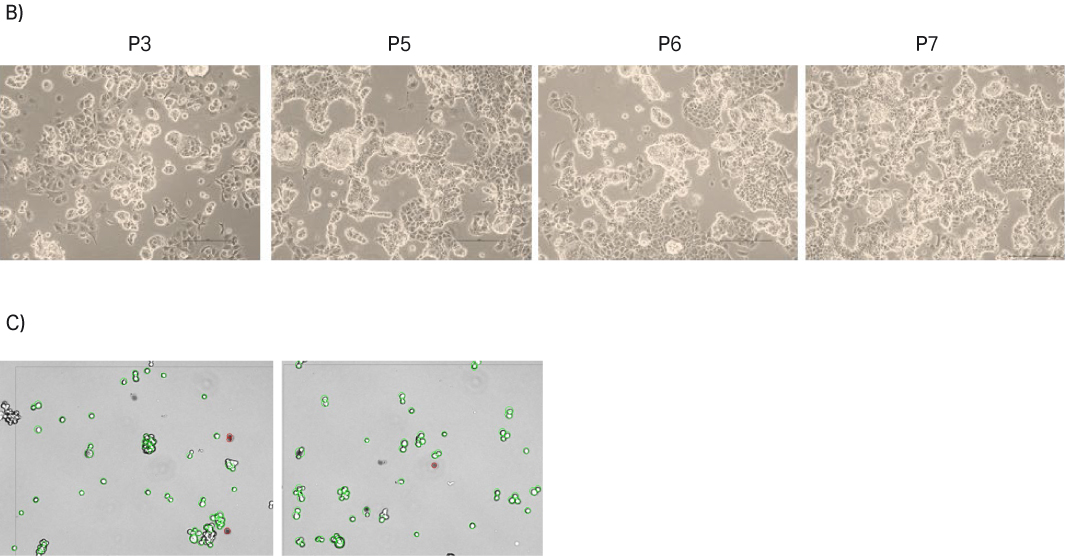 Adherent cell lines direct adaptation Cytiva