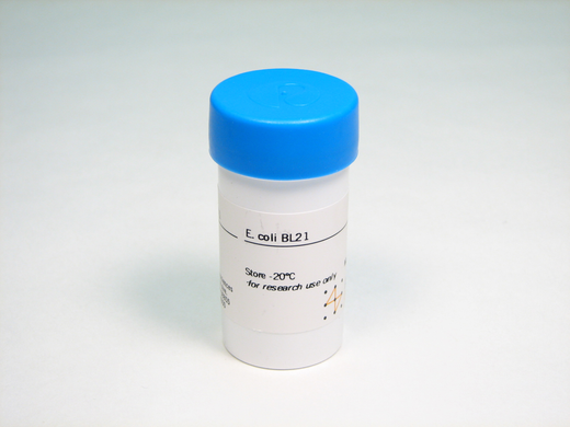 <i>E. coli</i> BL21