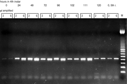 Ready-To-Go You-Prime First-Strand Beads