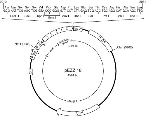 pEZZ 18 Protein A Gene Fusion Vector