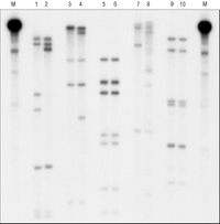 Ready-To-Go DNA Labeling Beads (-dCTP)