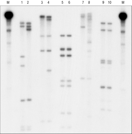Ready-To-Go DNA Labeling Beads (-dCTP)
