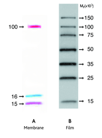 Amersham ECL DualVue Western Blotting Markers