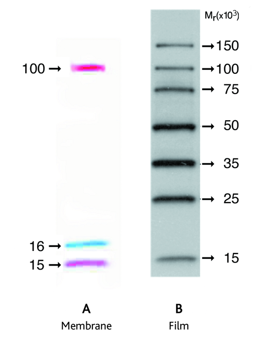 Amersham ECL DualVue Western Blotting Markers
