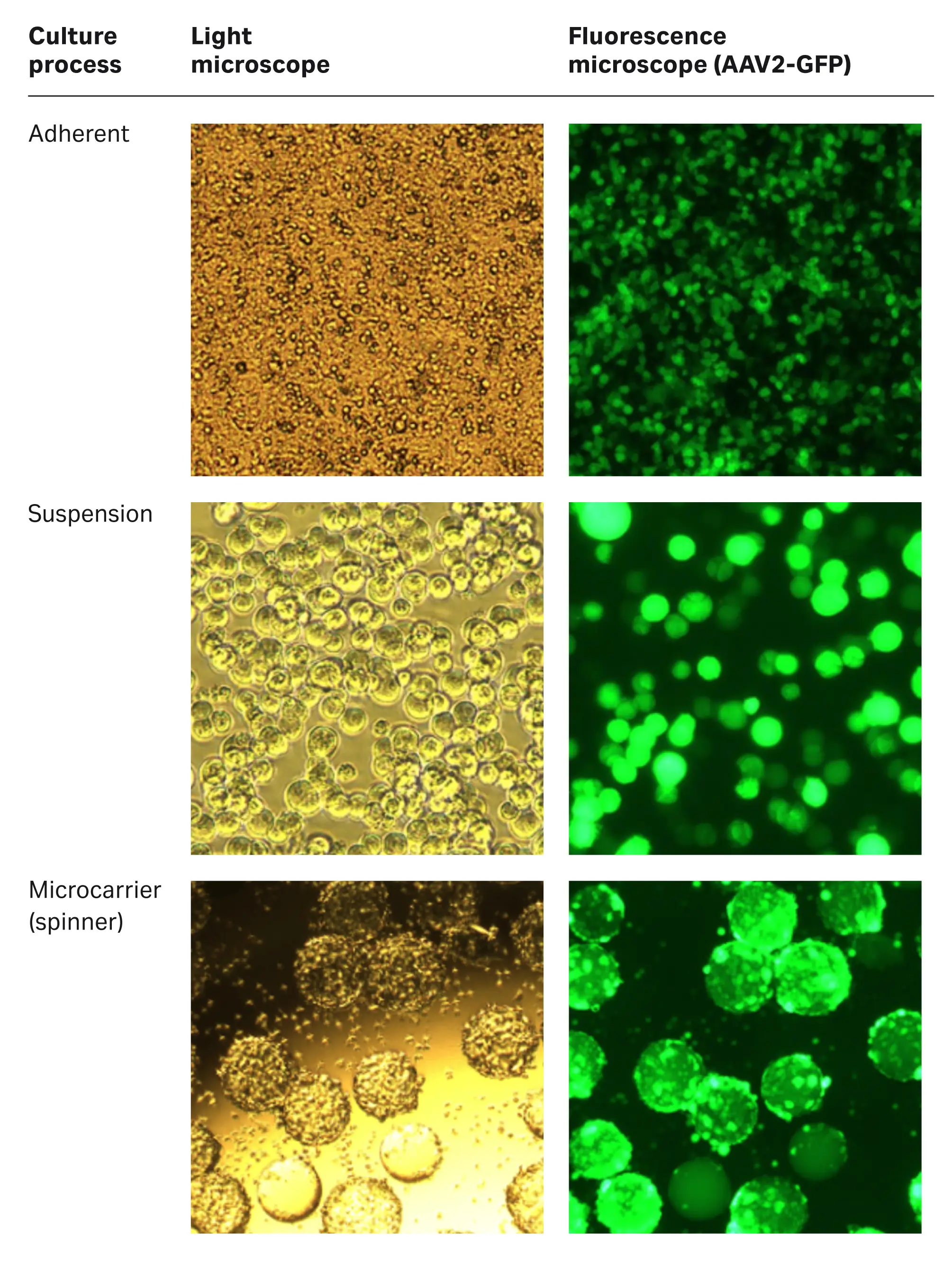 Cell morphology and AAV2-GFP levels of the three culture processes