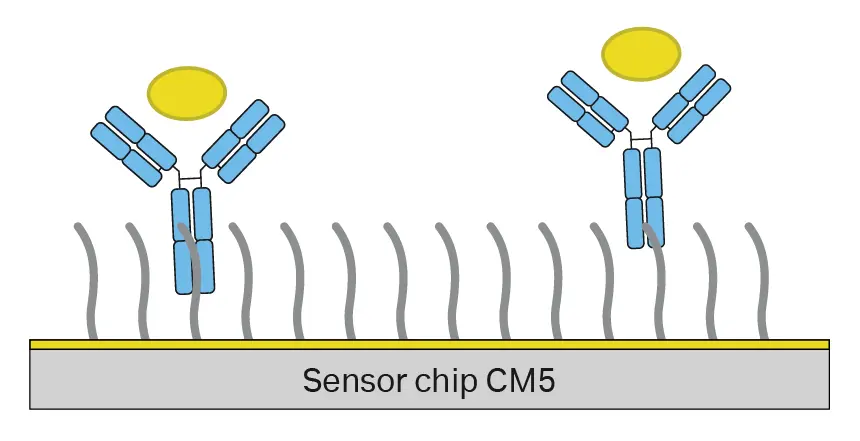 Solvias Biacore assay