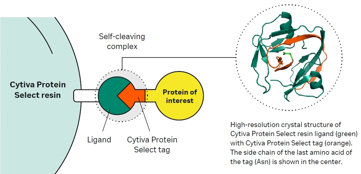 Self-cleaving complex formed between ligand and tag.