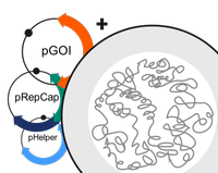 ELEVECTA transient illustration