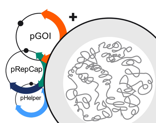 ELEVECTA transient illustration