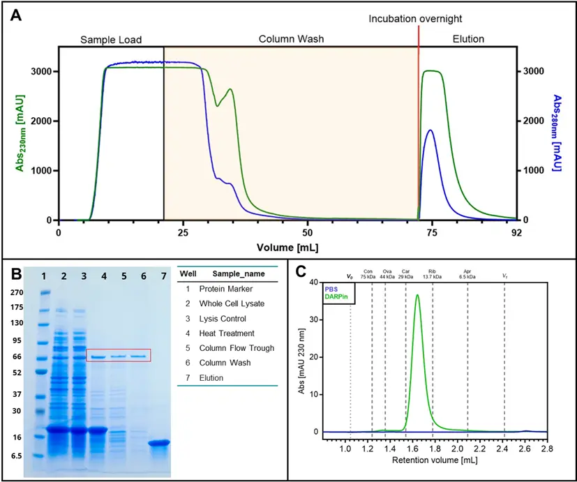 Athebio AG's purification using Cytiva Protein Select resin