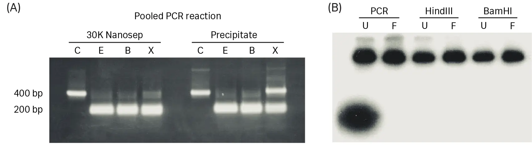 Gel electrophoresis results comparing digestion efficiency of DNA purified by ultrafiltration and ethanol precipitation, including bands showing complete digestion and DNA recovery after serial restriction enzyme treatments.