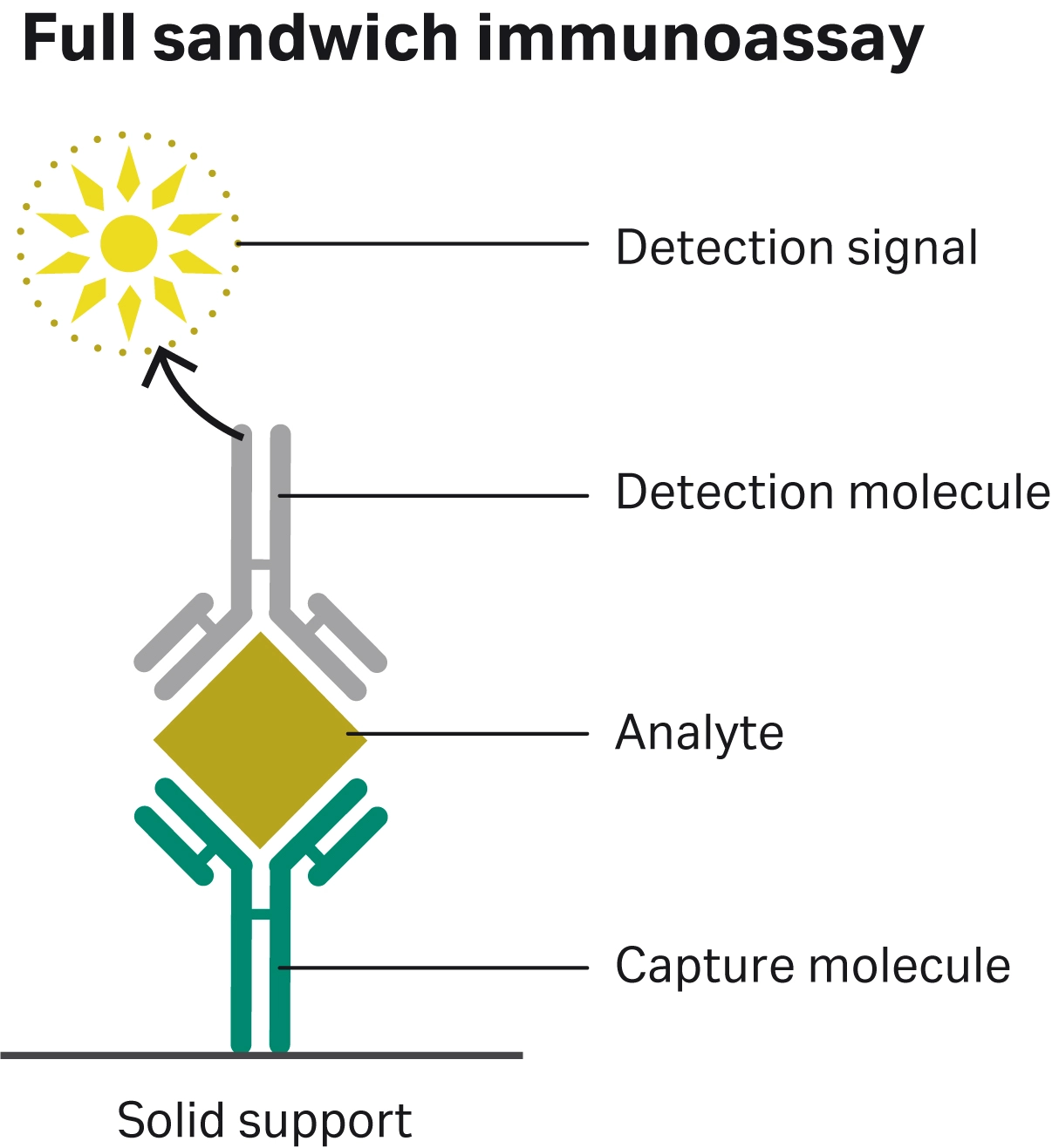 Full sandwich immunoassay schematic depicting the components of an assay