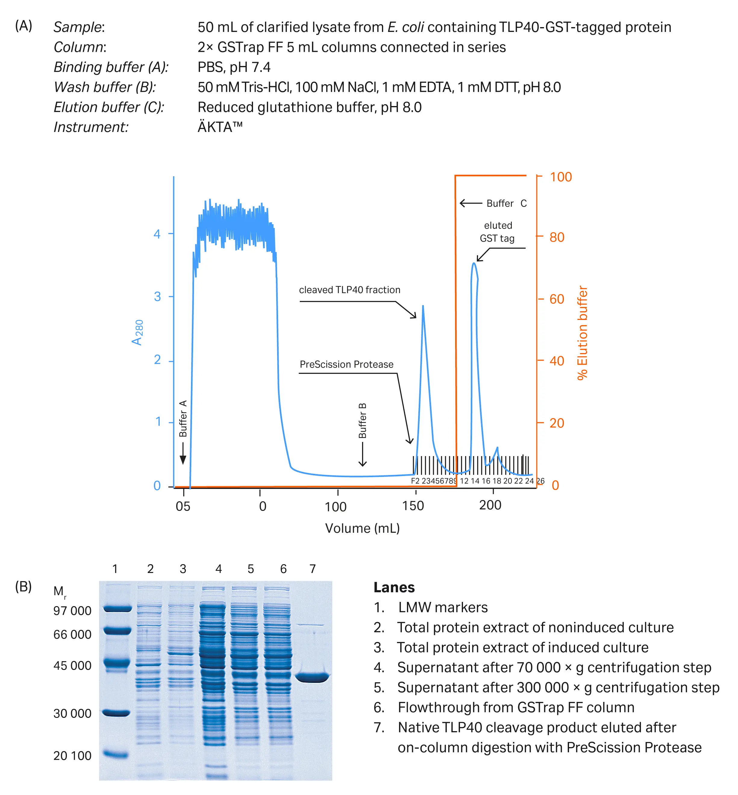 Purification and SDS-PAGE analysis of TLP40-GST-tagged protein