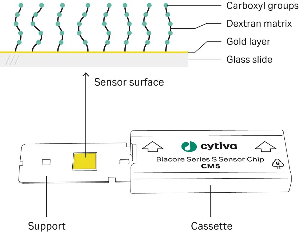 Diagram of SPR sensor chip layers and functional surface.