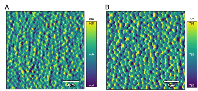 Microgel particle purity using an atomic force microscope