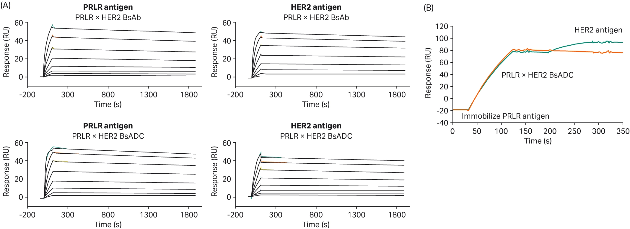SPR sensorgrams showing binding of a bispecific antibody and its adc variant to prlr and her2 antigens, including a sandwich assay confirming simultaneous antigen engagement.