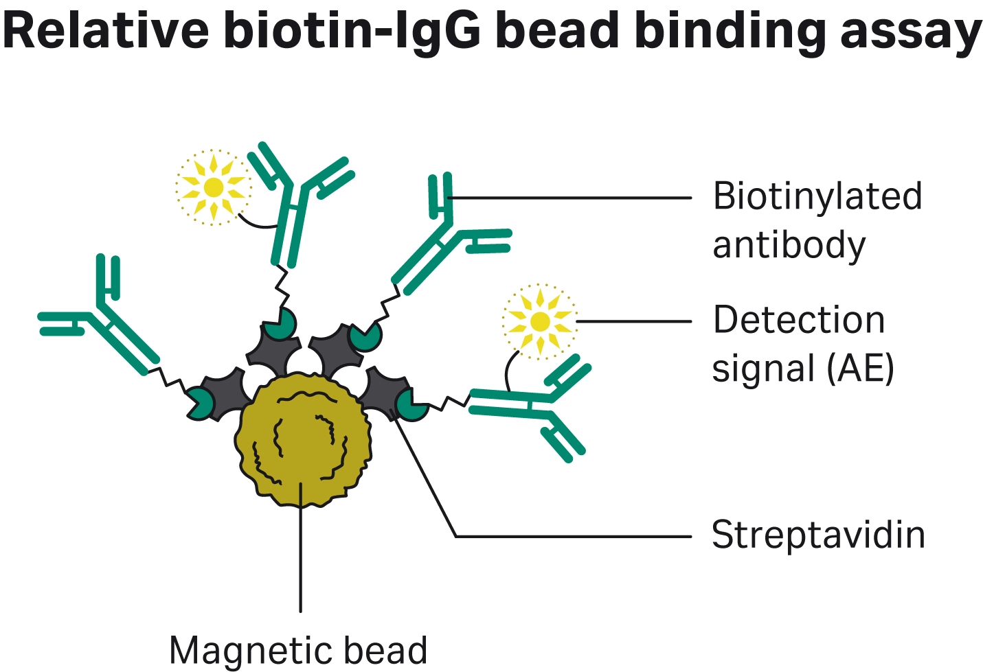 Schematic of biotin-IgG binding capacity