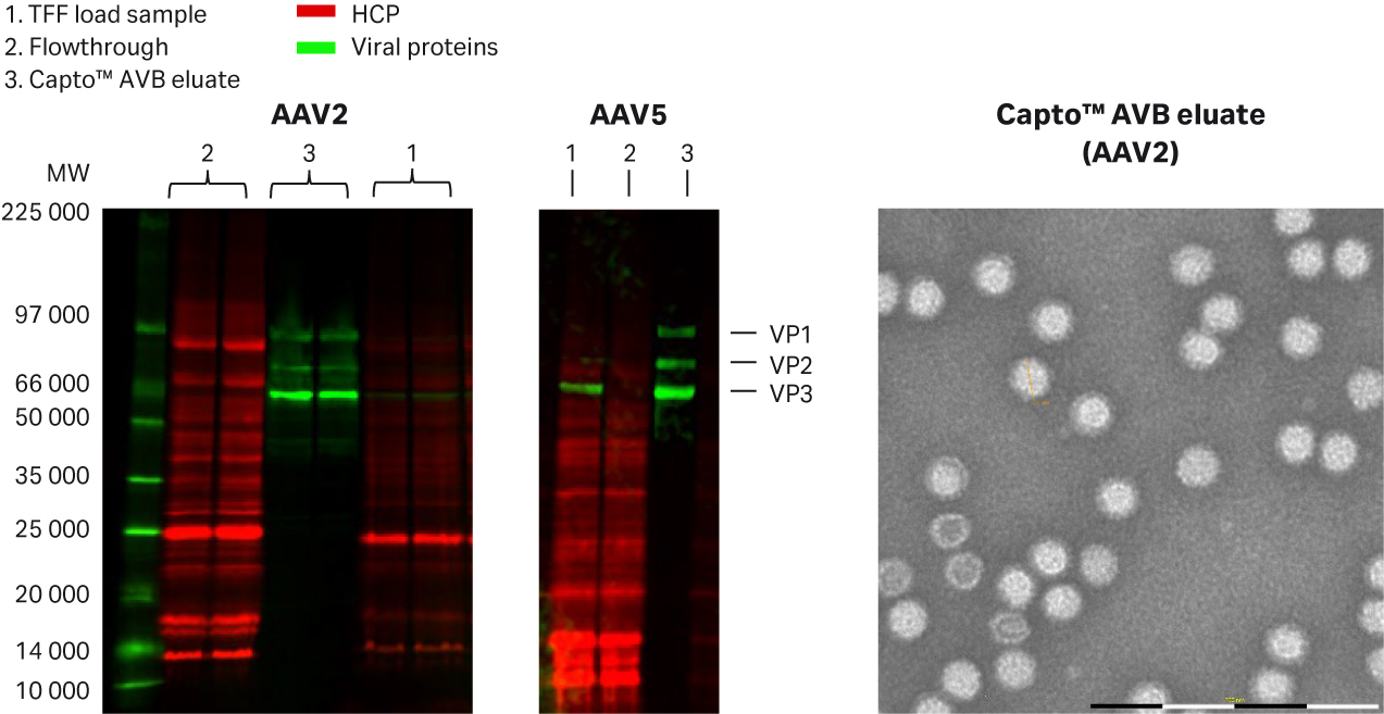 Purity analysis of Capto™AVB