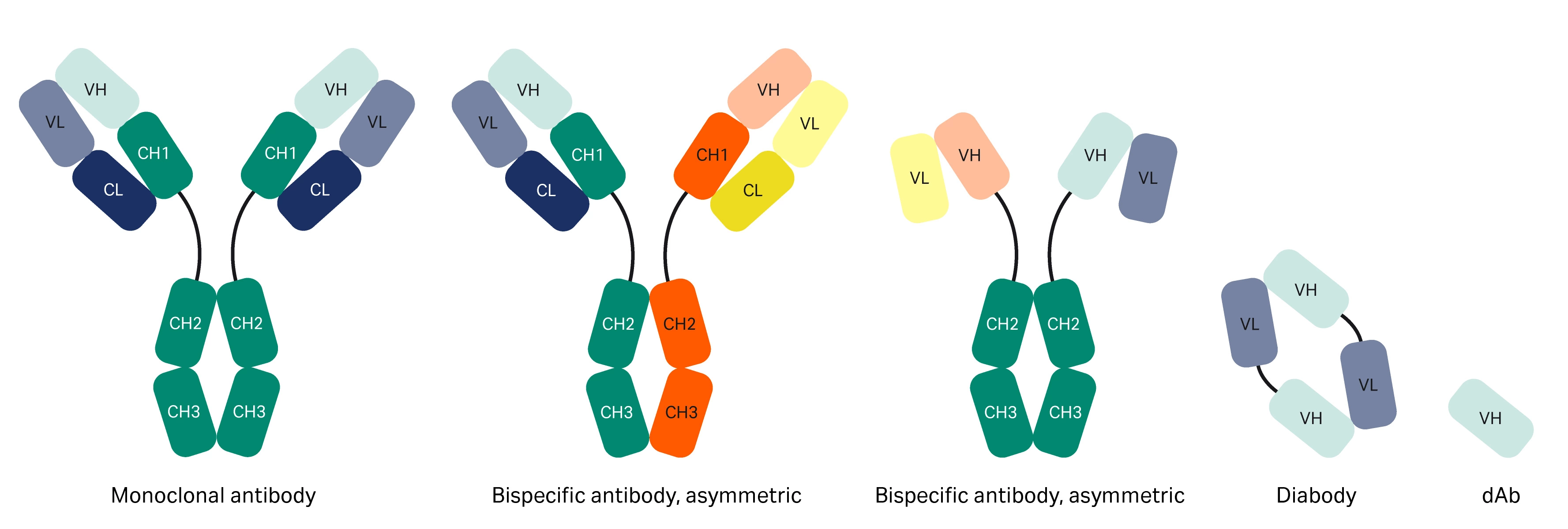Schematic image of three antibody fragments; Fab, scFv, and dAb