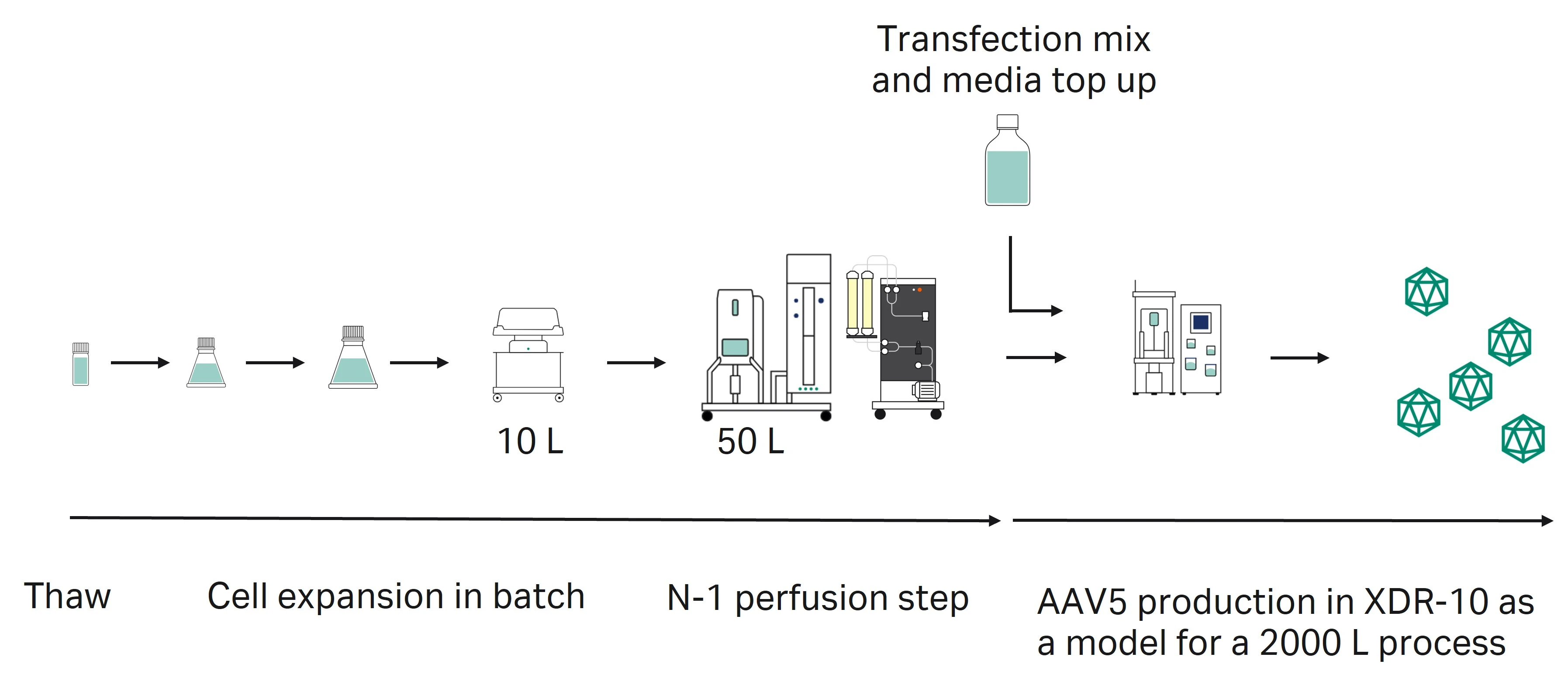 High-level workflow of the N-1 perfusion development and scale-up.