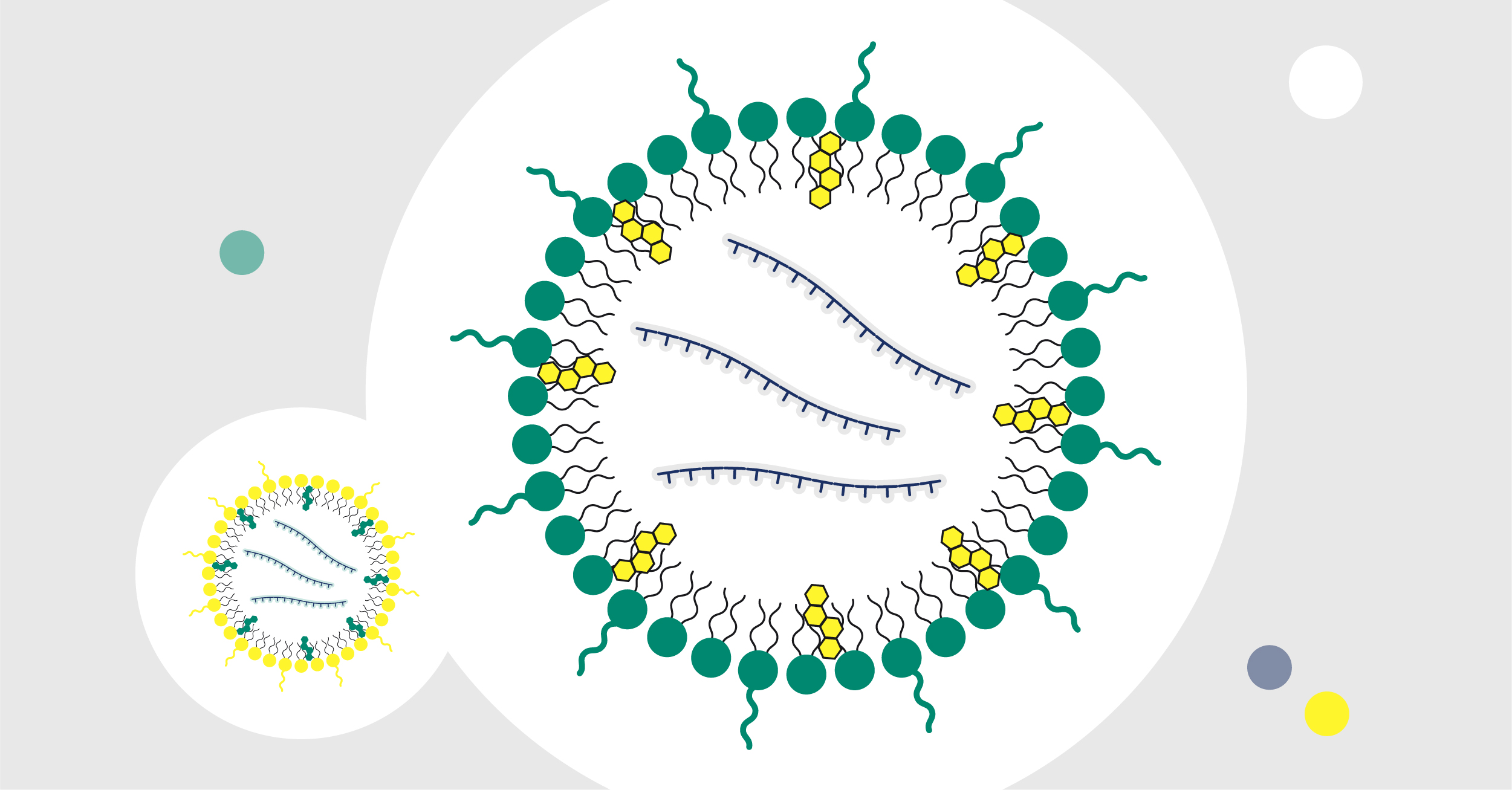 LNP Encapsulated mRNA